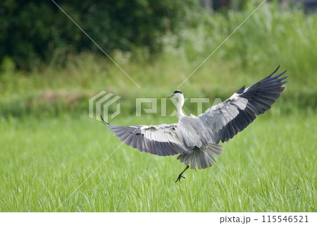 青鷺 heron / Japan 115546521