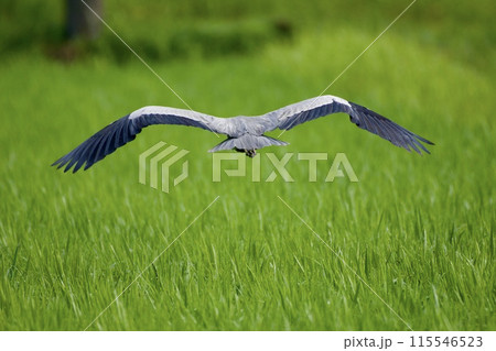 青鷺 heron / Japan 115546523