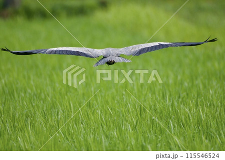 青鷺 heron / Japan 115546524