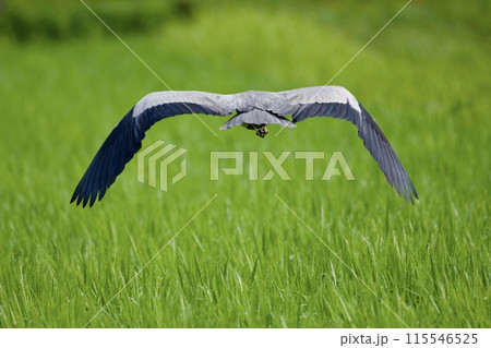 青鷺 heron / Japan 青鷺 heron / Japan 115546525
