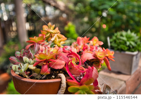 グリーンセンターの春 115546544