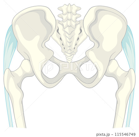Human Pelvic Bone Anatomy Illustration 115546749