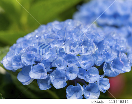 雨に濡れた室生寺の青い紫陽花 115546812