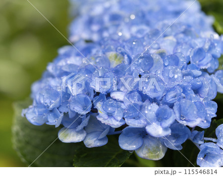 雨に濡れた室生寺の青い紫陽花 雨に濡れた室生寺の青い紫陽花 115546814