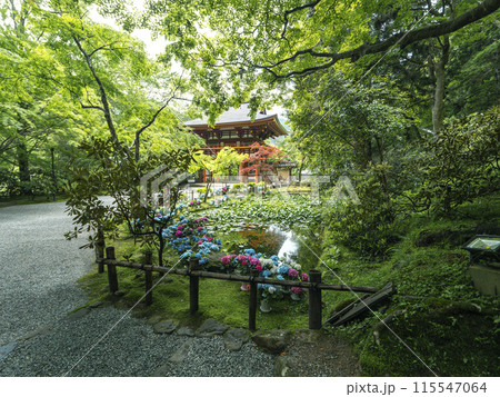 室生寺の紫陽花が飾られたバン字池と仁王門 115547064