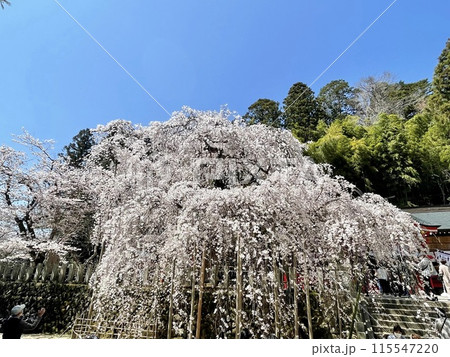 【福島】福島県いわき市 小川諏訪神社 シダレザクラ 115547220