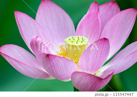 蓮の花びら 115547447