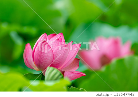 美しいピンクの蓮の花 115547448