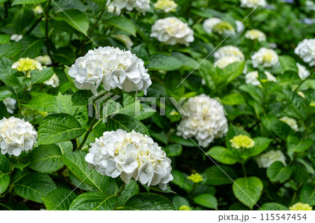 満開の白い紫陽花 115547454