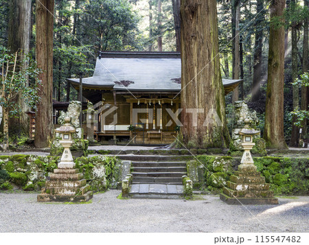 早朝の室生龍穴神社拝殿と御神木 早朝の室生龍穴神社拝殿と御神木 115547482