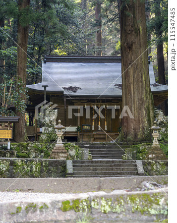 早朝の室生龍穴神社拝殿と御神木 115547485