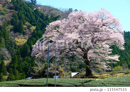 牛代の水目桜 115547533