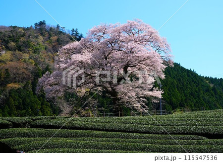 牛代の水目桜 115547536