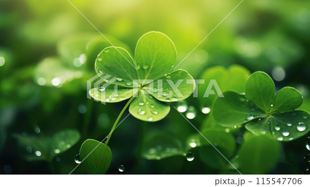 Macro view of green four-leaf clover with morning dew with blurred background, St. Patricks Day luck. 115547706