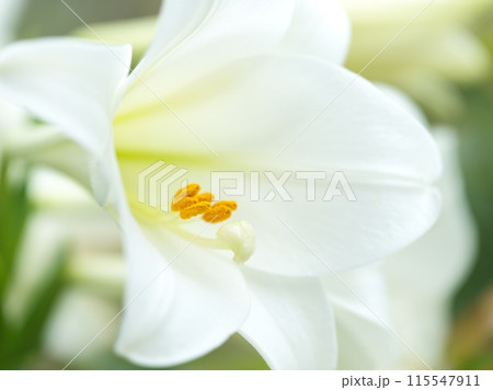 満開の白い百合の花 115547911