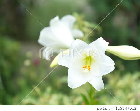 満開の白い百合の花 満開の白い百合の花 115547912
