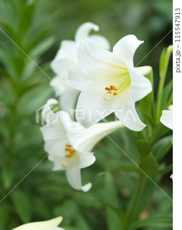 満開の白い百合の花 満開の白い百合の花 115547913