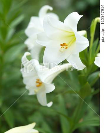 満開の白い百合の花 115547914