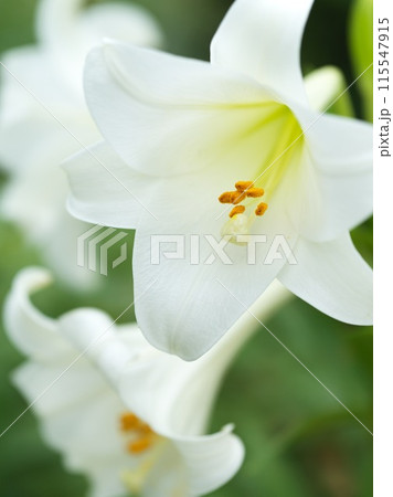 満開の白い百合の花 115547915