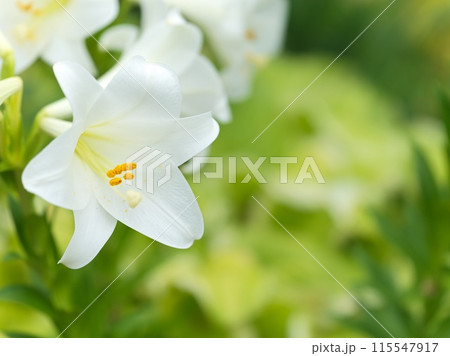 満開の白い百合の花 満開の白い百合の花 115547917