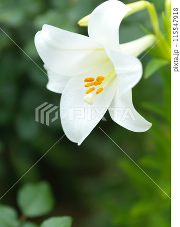 満開の白い百合の花 115547918