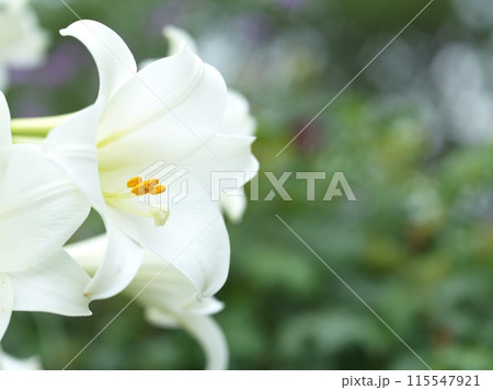 満開の白い百合の花 115547921