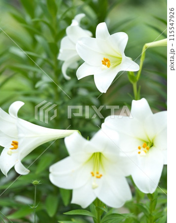 満開の白い百合の花 115547926