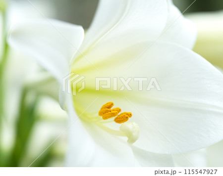 満開の白い百合の花 満開の白い百合の花 115547927