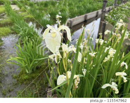 花菖蒲と白い花 115547962