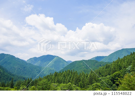 《風景素材・夏》美しい杉林の夏山風景 115548022