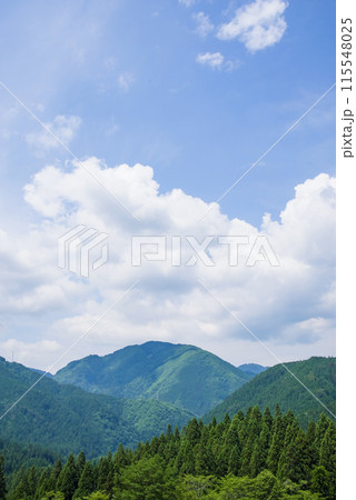 《風景素材・夏》美しい杉林の夏山風景 115548025