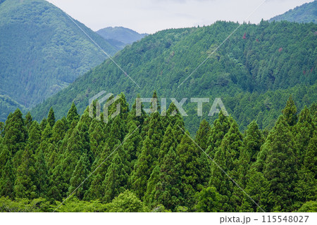 《風景素材・夏》美しい杉林の夏山風景 115548027