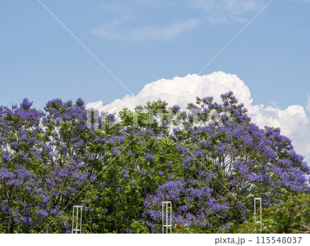 植物園に咲いたジャカランダの花と積乱雲  115548037