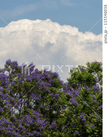 植物園に咲いたジャカランダの花と積乱雲  115548038