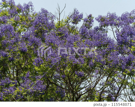 植物園に咲いたジャカランダの花 115548071