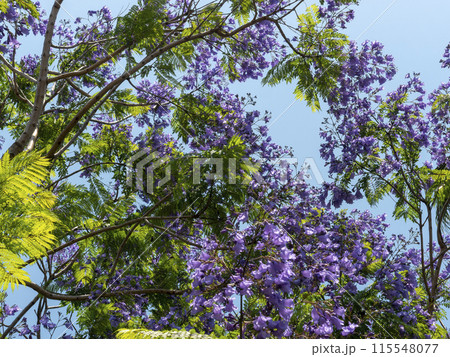 植物園に咲いたジャカランダの花 115548077