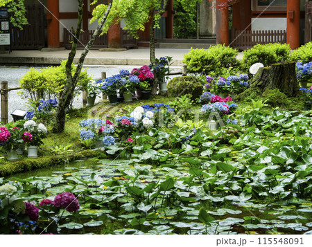室生寺のバン字池の紫陽花と仁王門 室生寺のバン字池の紫陽花と仁王門 115548091