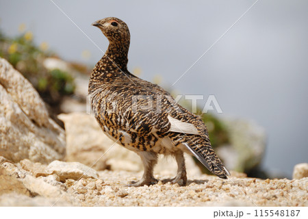 a snow grouse, a ptarmigan ライチョウ(初夏の北アルプス・槍穂高,表銀座) a snow grouse, a ptarmigan ライチョウ(初夏の北アルプス・槍穂高,表銀座) 115548187