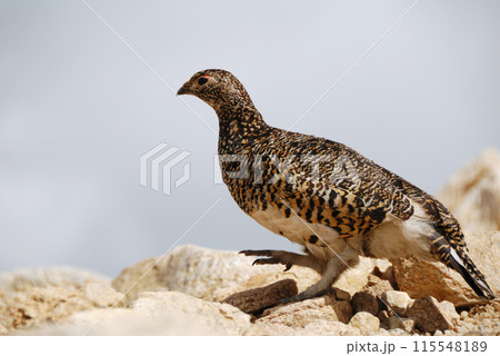 a snow grouse, a ptarmigan ライチョウ(初夏の北アルプス・槍穂高,表銀座) a snow grouse, a ptarmigan ライチョウ(初夏の北アルプス・槍穂高,表銀座) 115548189