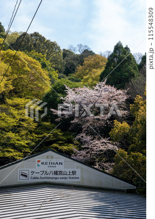 ケーブル八幡宮山上駅と桜 115548309