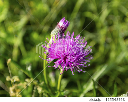 朝露に濡れた鮮やかなアザミの花 朝露に濡れた鮮やかなアザミの花 115548368