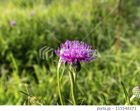 朝露に濡れた鮮やかなアザミの花 朝露に濡れた鮮やかなアザミの花 115548371