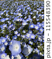 ネモフィラ畑 115548390