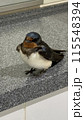 野鳥 115548394