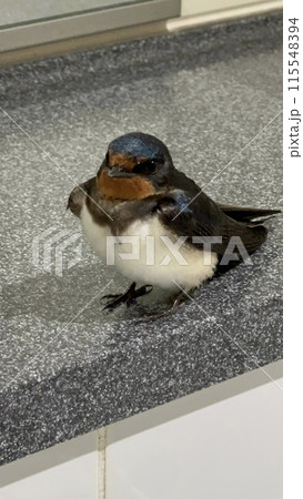 野鳥 115548394