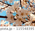空とさくら 115548395