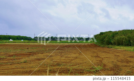 沖縄県津堅島の収穫後のニンジン畑 115548415