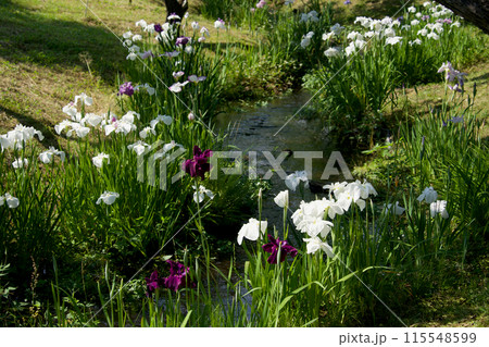 見ごろの花菖蒲 見ごろの花菖蒲 115548599