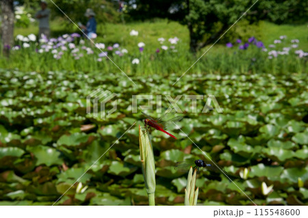 見ごろの花菖蒲 見ごろの花菖蒲 115548600
