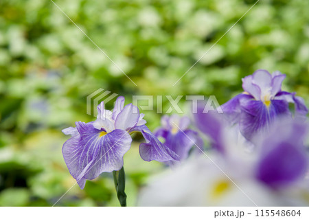 見ごろの花菖蒲 115548604
